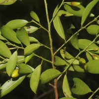 Erythroxylum zeylanicum O.E.Schulz